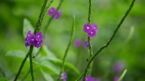 A close-up of a purple flower. Purple flowers found in the garden
