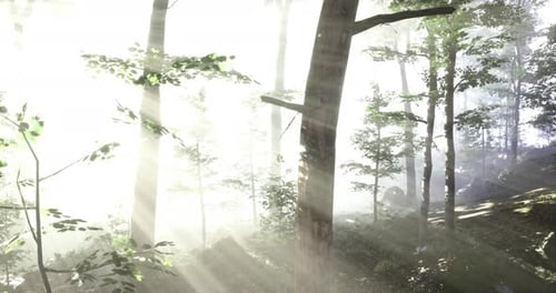 Sunlight Filtering Through Trees in a Serene Forest Atmosphere