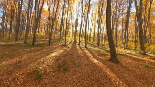 Drone Shot of Autumn Trees and Leaves