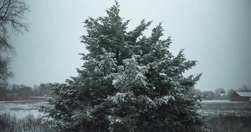 Winter snow background. Snowflakes fall in cinematic slow motion on evergreen tree on farmland.