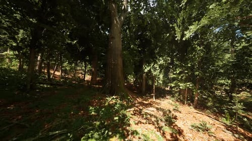 Lush Green Forest with Tall Trees and Sunlit Undergrowth During Midday