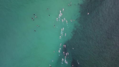 Competitors competing in an ocean swimming race swim through a group of tourist snorkeling on a reef