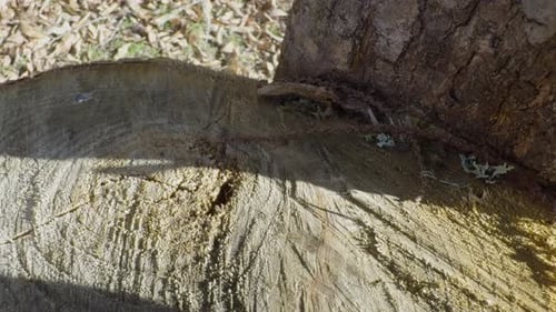 Gehackter Stamm mit sichtbaren Ringen und schattengetrockneten Blättern Sunny Day