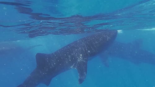 Whale Sharks Underwater On Cebu Island