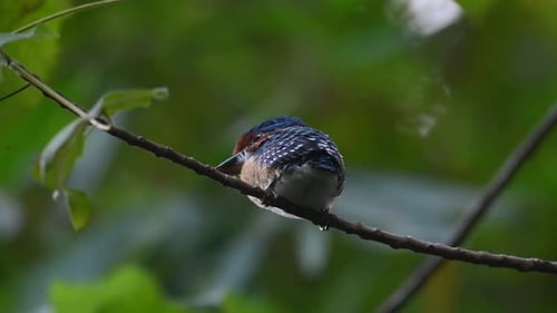 Martin-pêcheur barricé Lacedo pulchella, parc national de Kaeng Krachan, Thaïlande, jeune mâle vu depuis