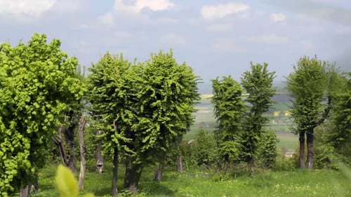 Gentle breeze shakes green leaves in beautiful summer park forest landscape