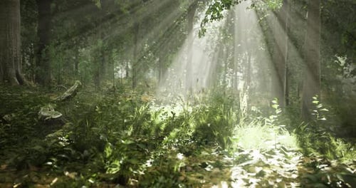 Light Filters Through Trees in a Tranquil Forest at Dawn