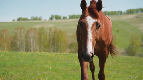 Neugieriges Pferd mit weißem Feuer kommt auf der Weide vor die Kamera