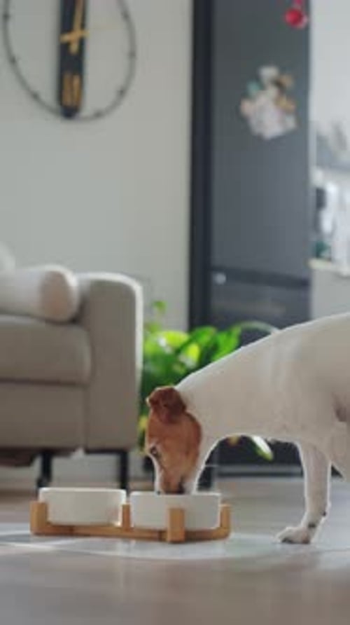 Dog Eating Food from Bowl Indoors at Home