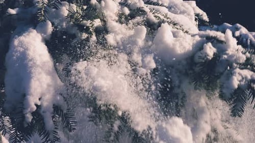 Snow falling from a spruce branch. Slow motion.