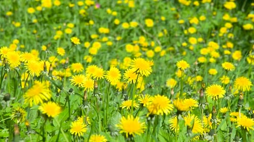 Pradera de diente de león bajo el sol