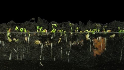 Seeds Germinating and Growing in Time Lapse