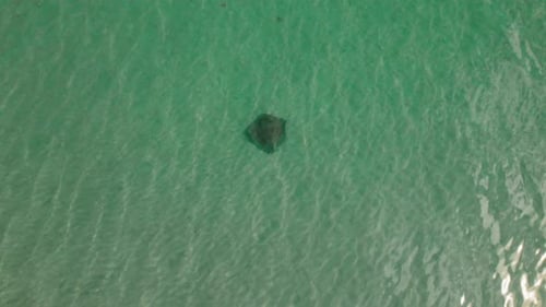 Vue de dessus d'une raie glissant dans une eau turquoise claire peu profonde sous un soleil éclatant