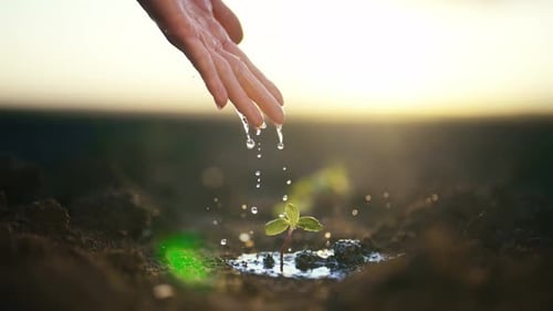 Wet Hand of Woman Pouring Just Planting Little Sprout on Agricultural Field at Sunset Concept of