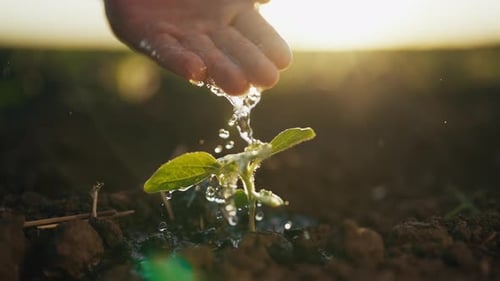 Irrigation of Sprouts in Agricultural Field Closeup of Farmer Hand and Plant Growing Plants and