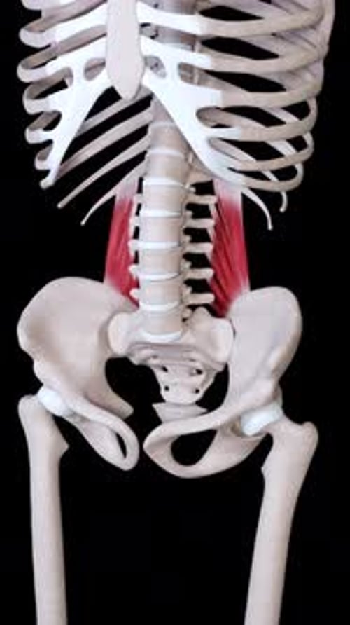 Psoas Major Muscle Contraction on Human Skeleton