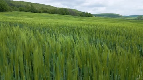 Nahaufnahme eines üppigen grünen Weizenfeldes mit Hügeln und Wald im Hintergrund unter bewölktem Himmel