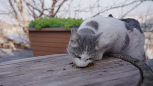 Verängstigte obdachlose Katze frisst Trockenfutter Eine Frau streichelt ihren wolligen Rücken, das Tier zischt die