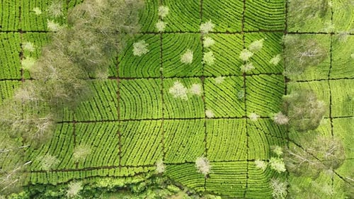 Aerial top down view of a vibrant green tea plantation landscape.