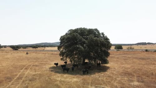 4K Drone Footage Of A Cattle Of Bulls In A Dry Field