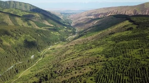 Mountain river and fir trees
