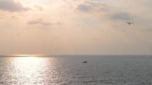 Scenic seascape view with sunset reflection on surface and gliding seagulls