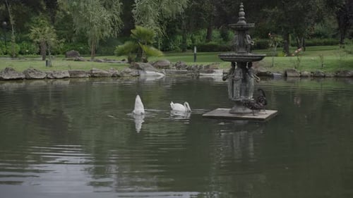 Schwäne schwimmen in der Nähe eines dekorativen Brunnens im Parksee