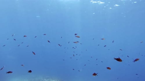 A School Of Small Fish Underwater In Jerusalem Beach, Greece