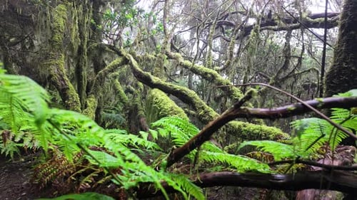 Lush Green Forest with Ferns and Moss