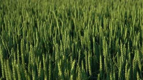 Riesiges grünes Weizenfeld mit Himmelshintergrund, Wachstum, ländliches landwirtschaftliches Getreide, Nahaufnahme
