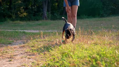 Dog plays with a ball near its owner