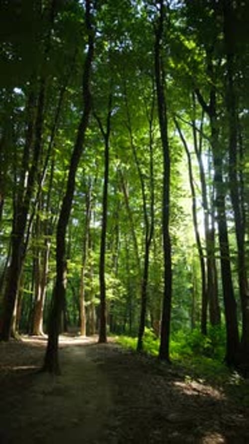 Morning Walk In The Woods