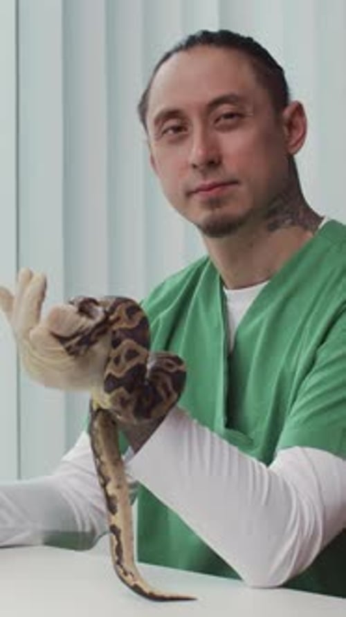Un vétérinaire joyeux inspectant un python et souriant à la clinique