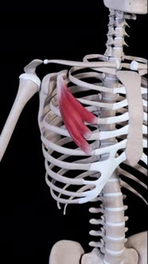Pectoralis Minor Muscle Anatomy Animation on Human Skeleton