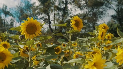 Blooming Sunflower Fields On The Countryside In Summertime. Close Up