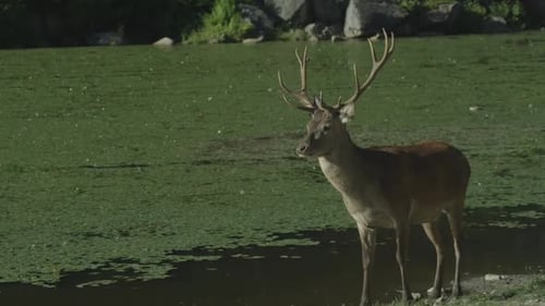 Faune canadienne - Gros chevreuil avec des bois debout sur la rive d'un petit lac
