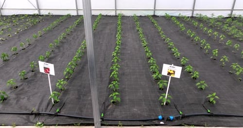 Rows of Pepper Plants Growing in Greenhouse