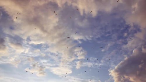 Birds Soaring Gracefully Across a Cloudy Sunset Sky