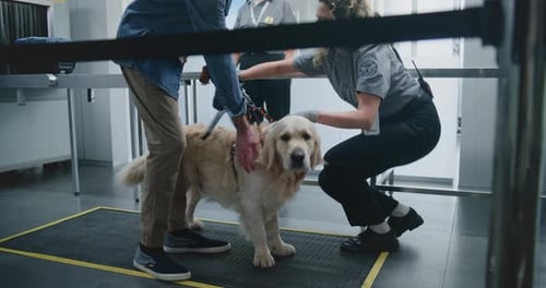 Airport Terminal Female Security Officer Scanning Dog with Metal Detector