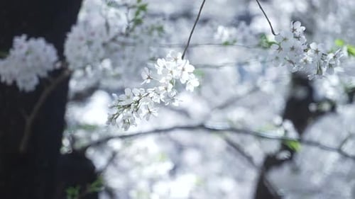 Blooming White Sakura (Cherry Blossom) At Bokeh Background At Parks Of Tokyo, Japan. - Selective Foc