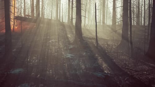 Forest Fire with Fallen Tree is Burned to the Ground