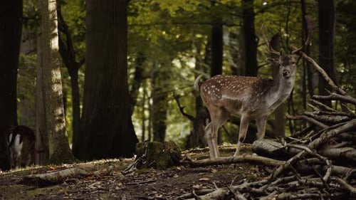 Big Spotted Deer Rubs Its Antlers on Fallen Tree Branches in the Forest