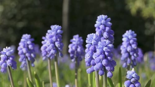 Beautiful common grape hyacinths in wild meadow, Muscari botryoides, purple flower