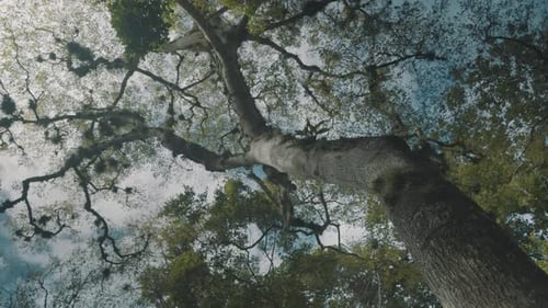 Looking Up Along Trunk Of Tall Tree And Branches Against Blue Sky - low angle shot