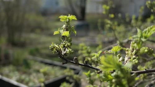 Green plants growing in garden in spring, gardening spring detail