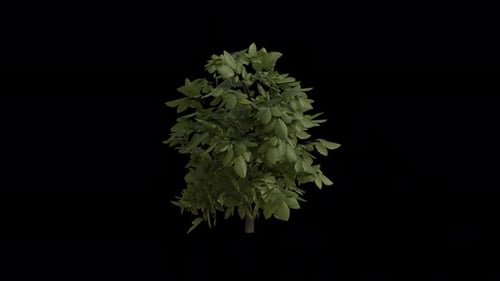 Realistic Green Tree Swaying in Wind Alpha Loop