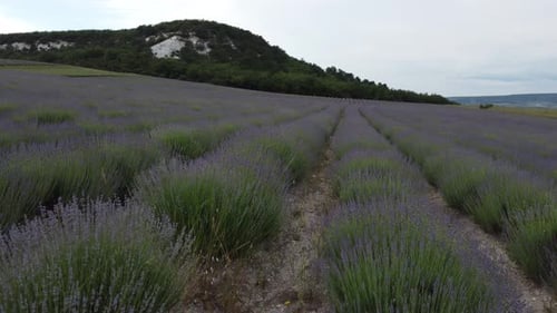 Aerial View of Beautiful Lavender Field Landscape