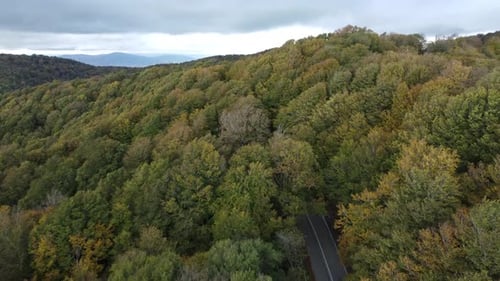 Route forestière en automne