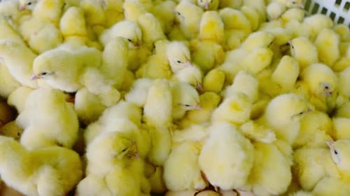 Close Up View of Many Yellow Baby Chicks