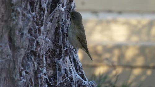 Warbler bird on a tree looking for a food